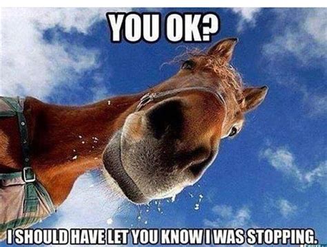 how funny horse meme